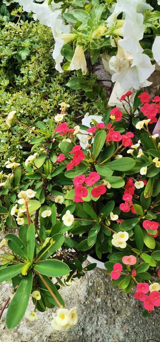 Wilczomlecz biały sadzonka