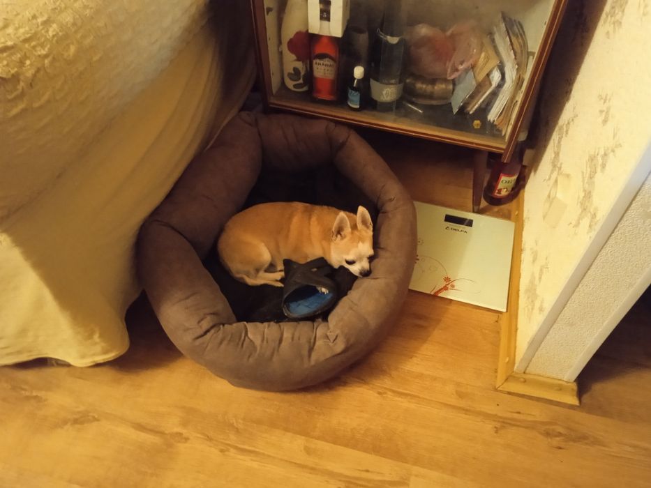 Отдам в хорошие руки собаку