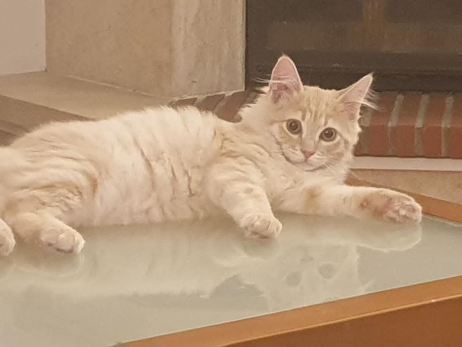 Doação gato 4 anos - saudável