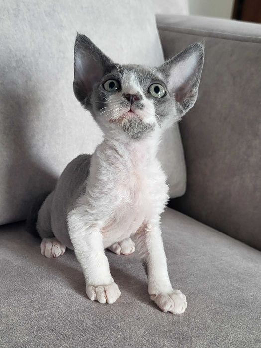 Dziewczynka Devon Rex z rodowodem FPL