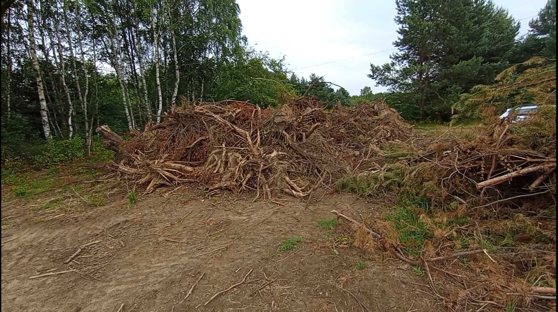 Korzenie drzew karpy drewno