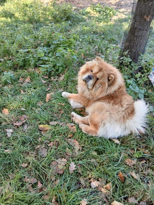 Chow Chow suczka Cream