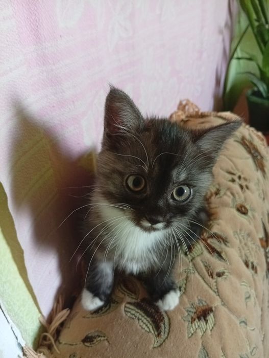 Шукає свою родину