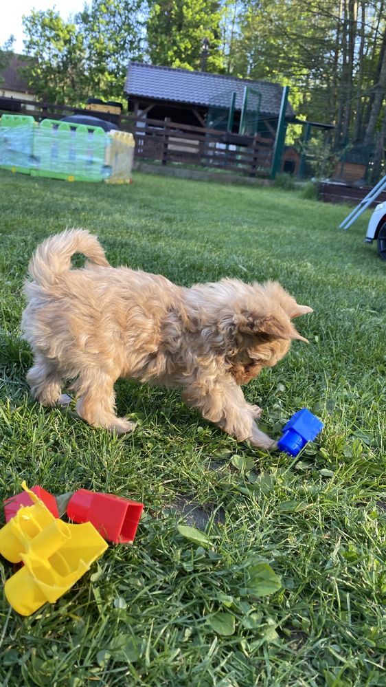 Golddust Yorkshire Terrier