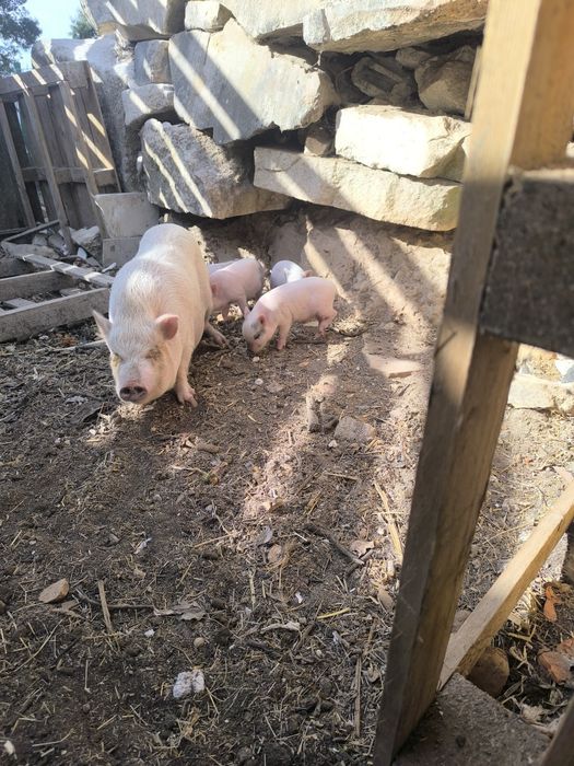 Mini pigs filhos de mãe branca e pai castanho