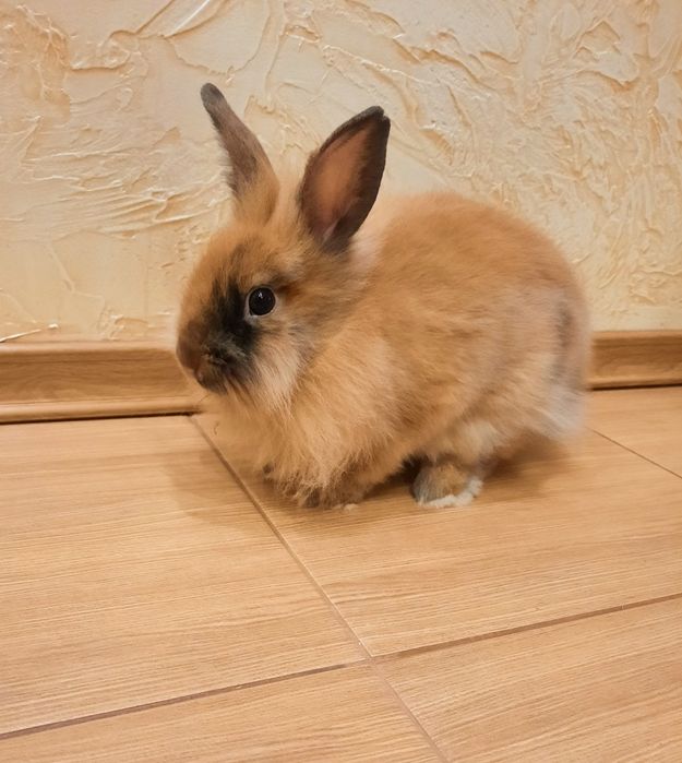 Декоративний кролик (дівчинка)