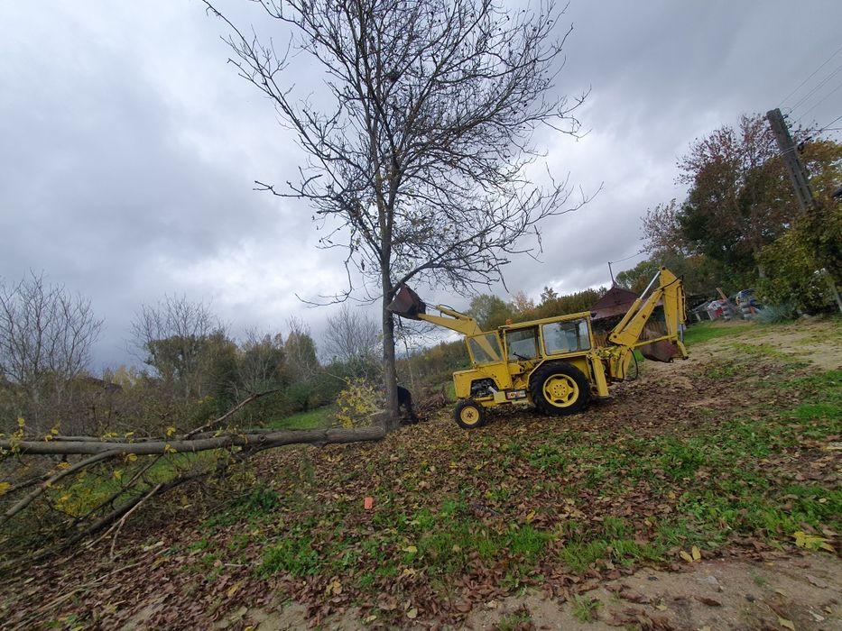 Drzewo orzech włoski