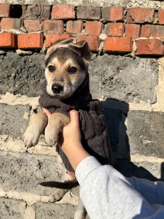 Щенята безкоштовно