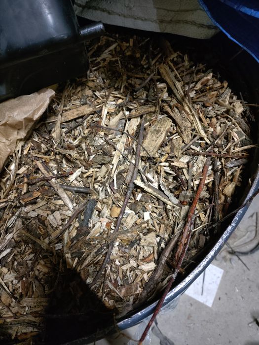 Zrębki z rębaka drzewa liściaste