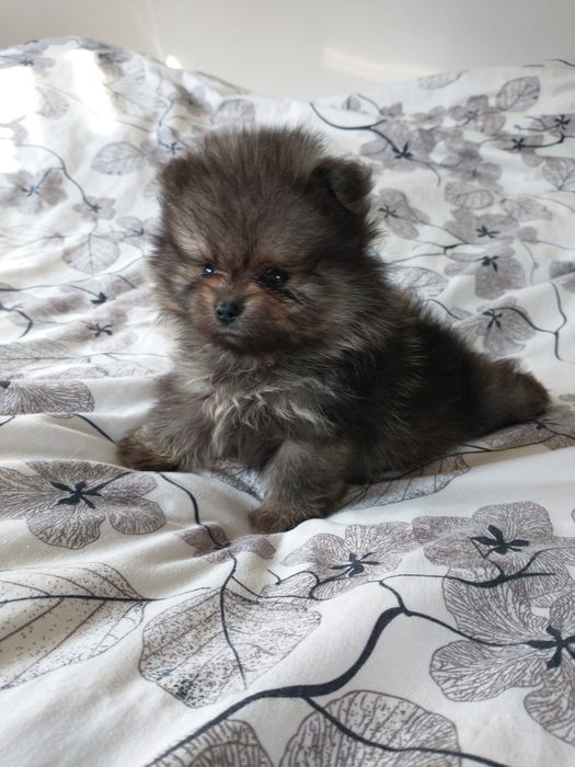 Szpic miniaturowy pomeranian chłopak