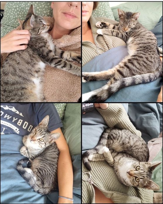 16 tygodniowa kicia szuka miłości