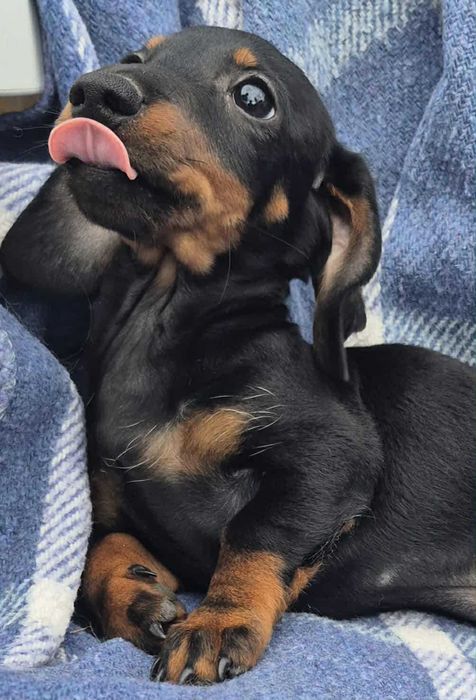 Jamnik krótkowłosy króliczy/miniaturowy ZKwP