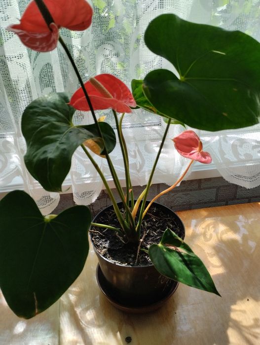 Антуриум - мужское счастье