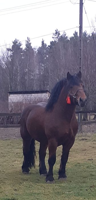 Sprzedam lub zamienię ogiera zimnokrwistego BAL