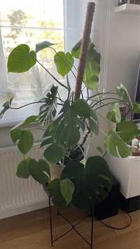 Monstera kwiatek