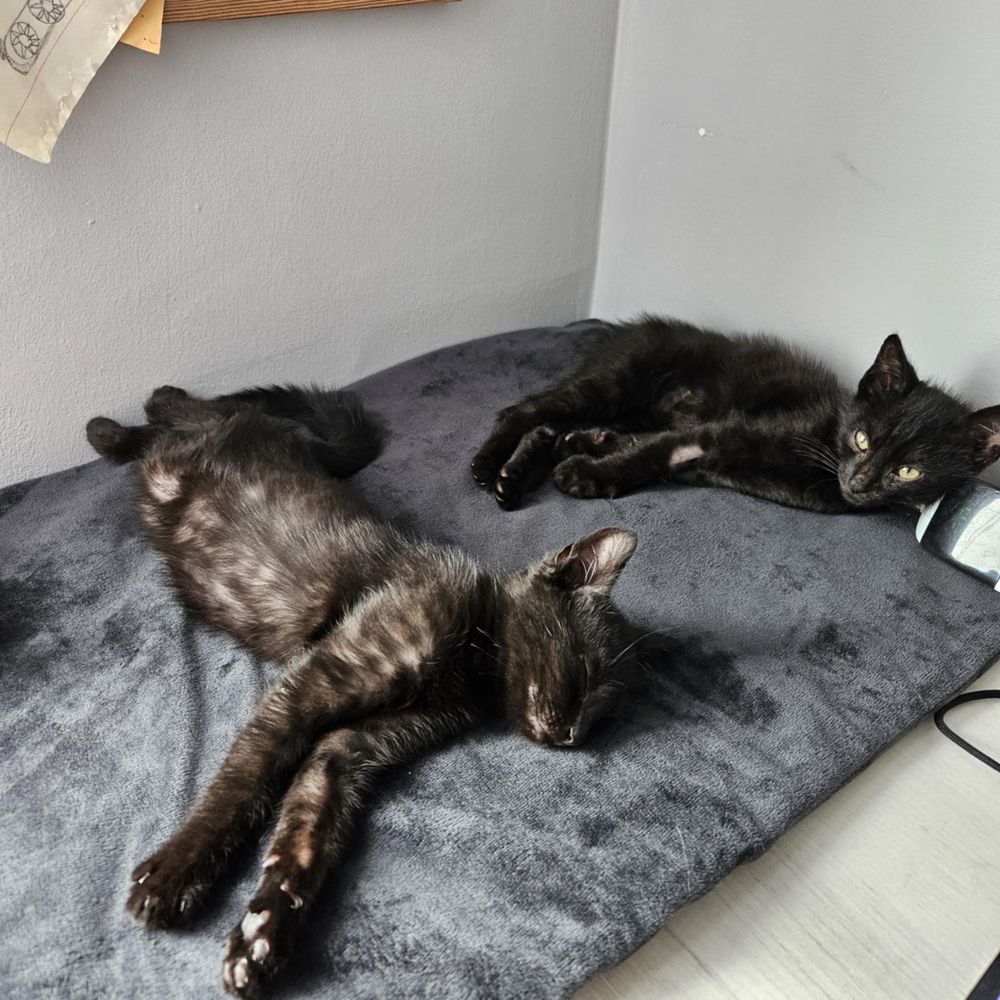 Kilkadziesiąt kociąt do adopcji