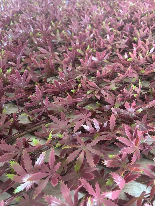 Osłona na balkon 200x100