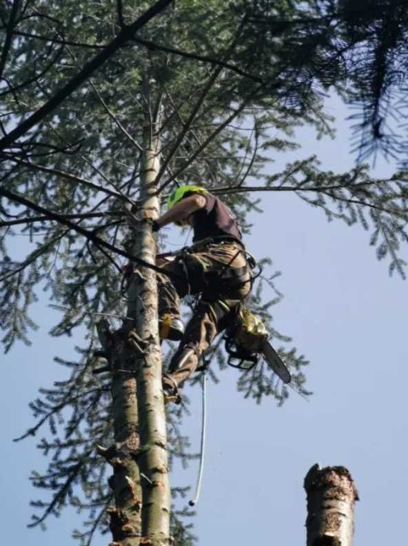 Wycinka drzew, prace alpinistyczne, zrębkowanie gałęzi