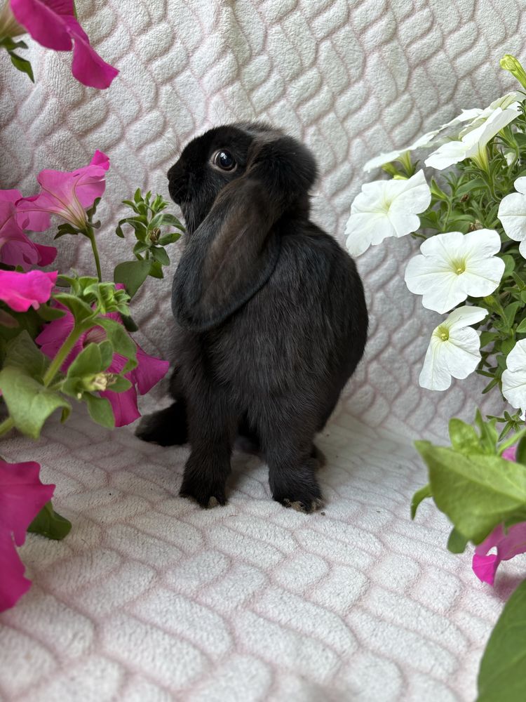 Karzełek Teddy , królik miniaturka , mini lop