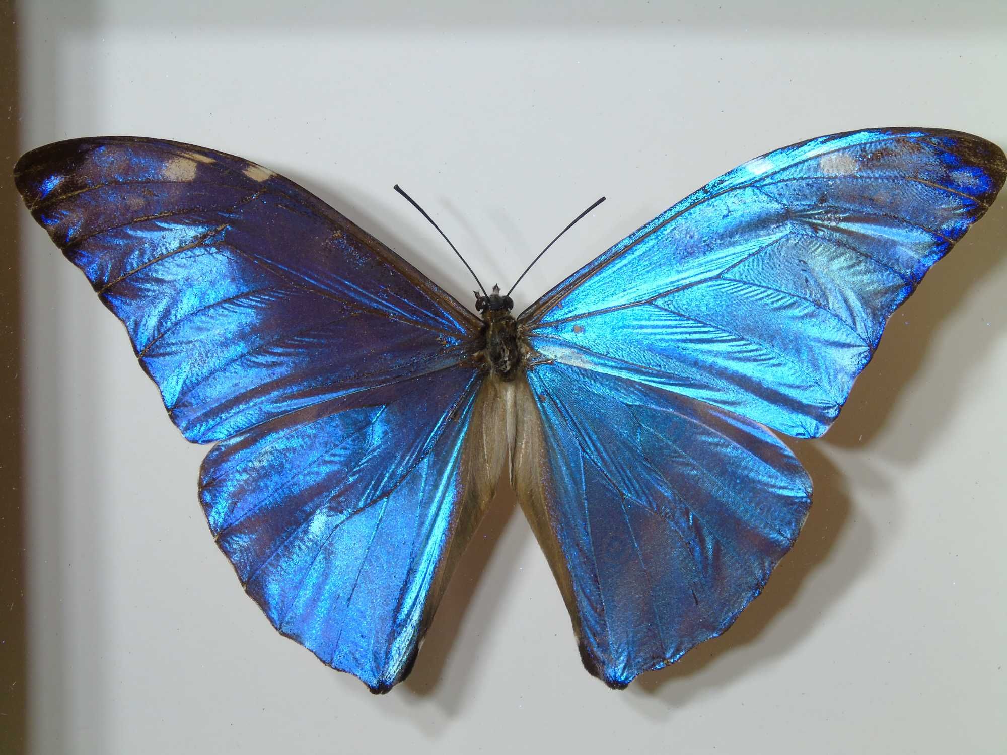 Motyl w ramce / gablotce 14x12 cm . MORPHO AURORA LAMASI