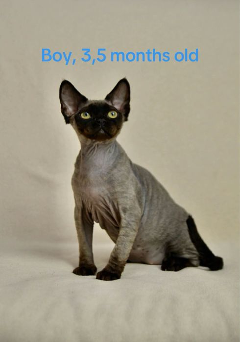 Чорний хлопчик девон рекс