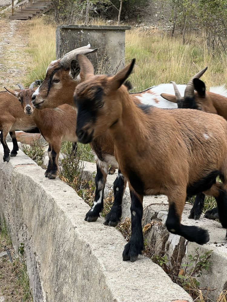 Cabras anãs desparasitadas/vacinadas para venda!