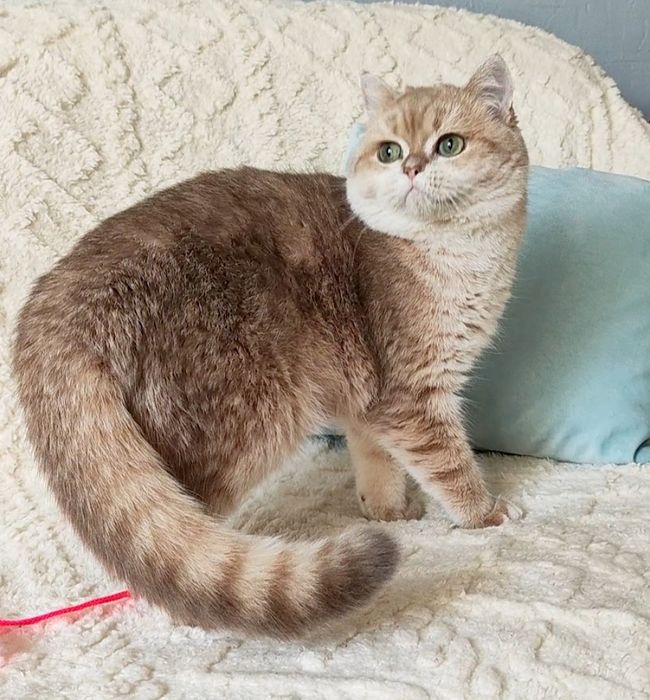 Неймовірний  котик  Космос!