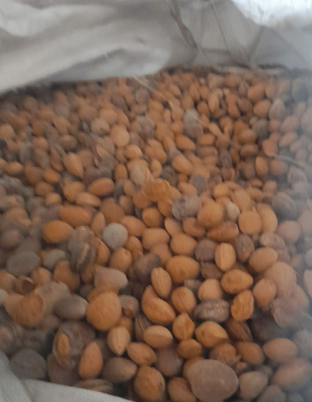 Arroba (15kg) de amêndoas  para javalis