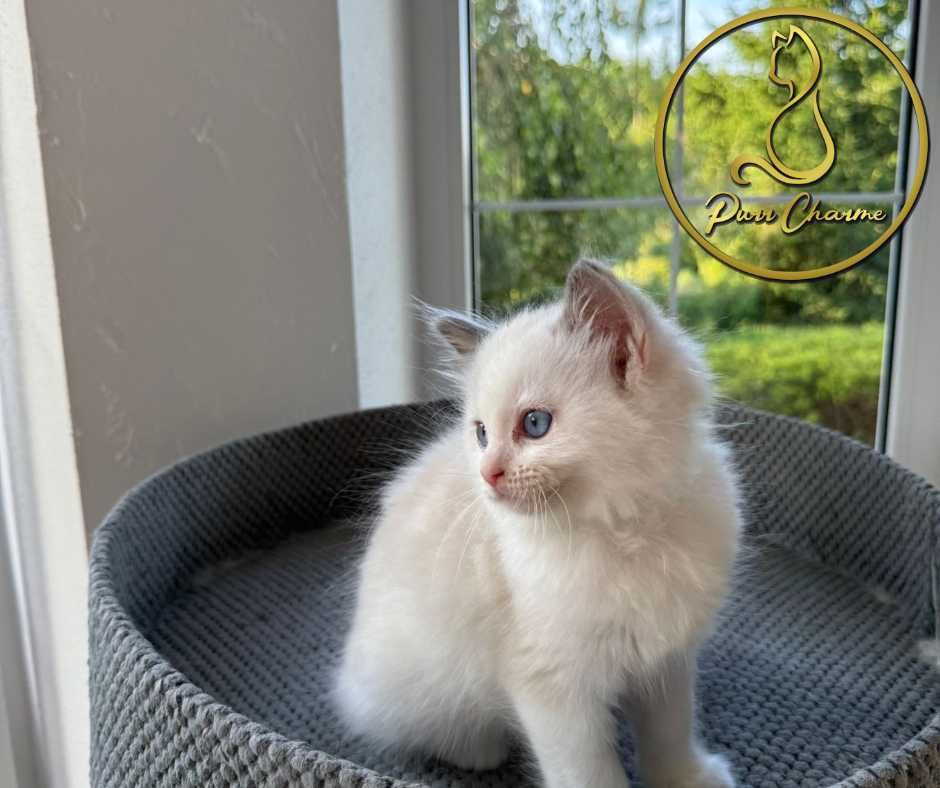 Słodki uroczy kocur ragdoll rodowód FPL FiFe śliczny