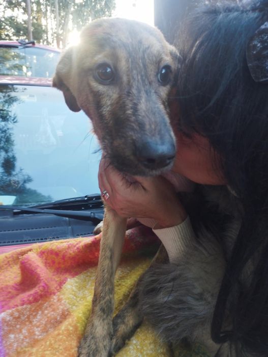 Gazela para adoção muito responsável