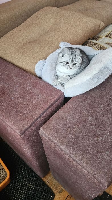 Шотландські кошенята