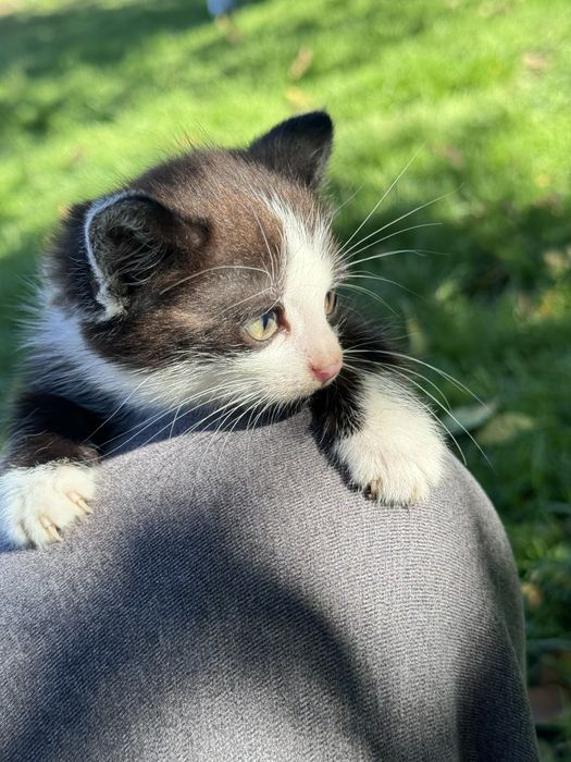 Кошеня в добрі руки