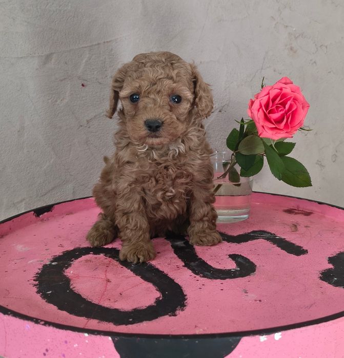 Maltipoo f1b - suczka