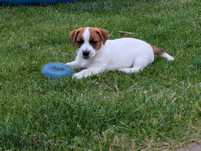 Gładki Jack Russell ZKwP FCI gotowy do zmiany domu szczenię