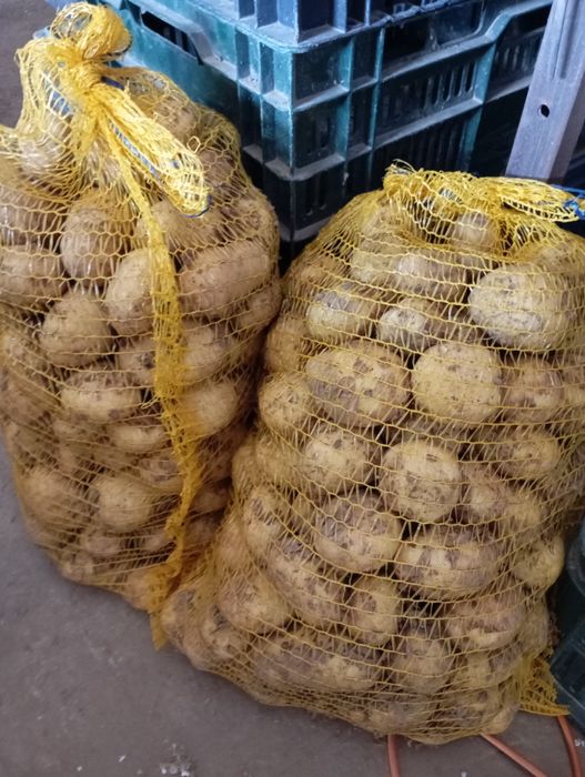 Ziemniaki Soraya Mariola Connect   Riviera Corina Colomba Ignacy