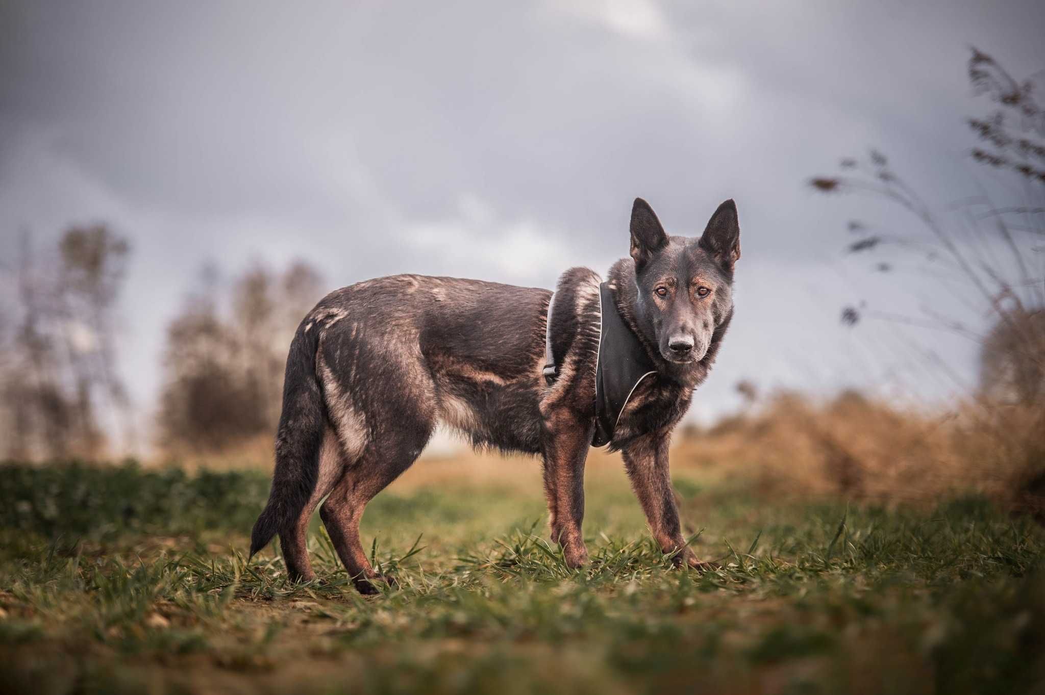 Grace jak owczarek belgijski szuka spokojnego miejsca ADOPCJA