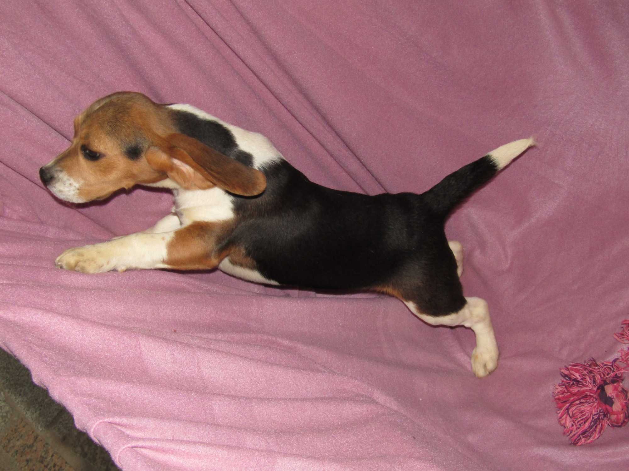 Fêmea Beagle Tricolor com LOP/Pedigree/Afixo