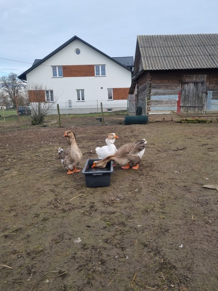 Gęsi Chołmogory chołmogorskie