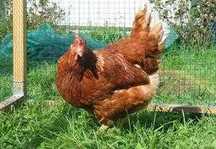 Ferma sprzeda kury z19