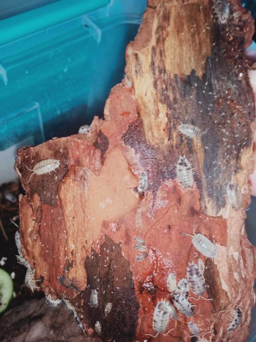 Sprzedam Isopody Porcellio laevis Dairy Cow
