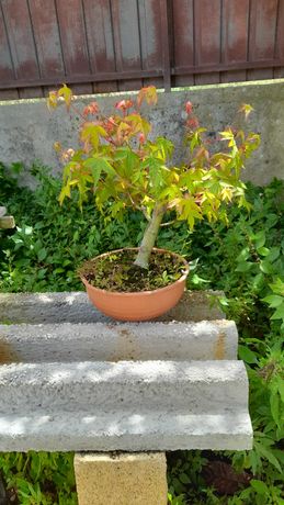 Bonsai (Pré-bonsai) - Acer Palmatum (Bôrdo Japonês)