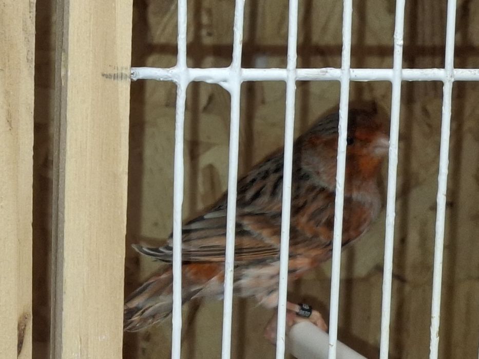 Canario agata vermelho nevado