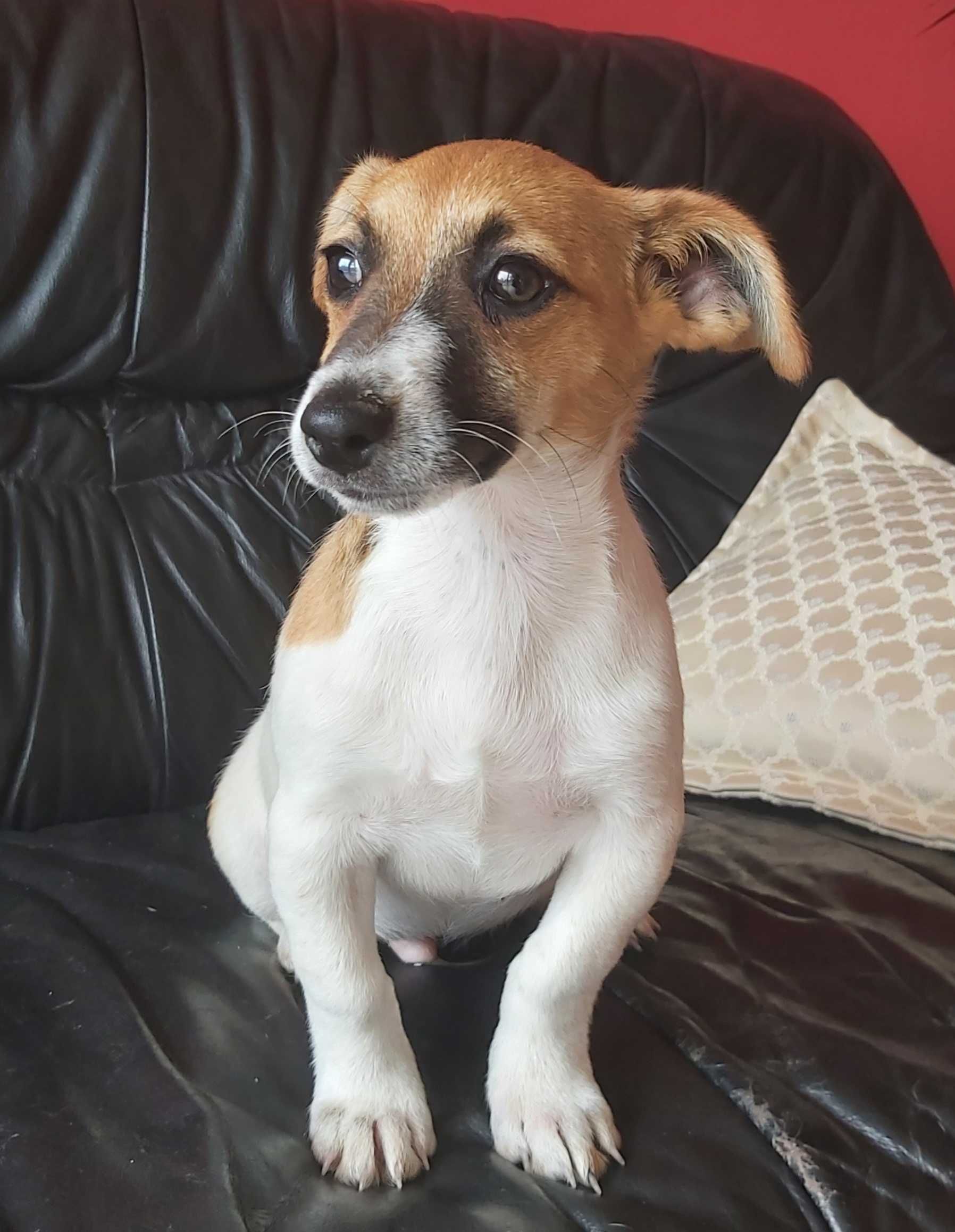 Jack Russel Terrier chłopak gładkowłosy 3 x zaszczepiony , zachipowany
