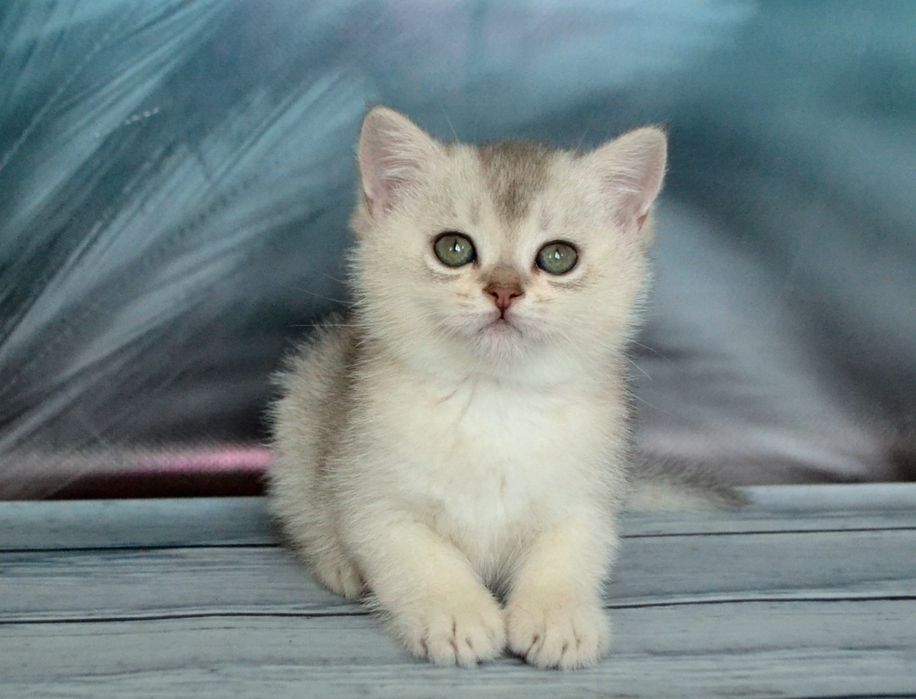 Розкiшни породисти шиншили