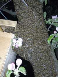 Бджолосім'ї  рої відводки