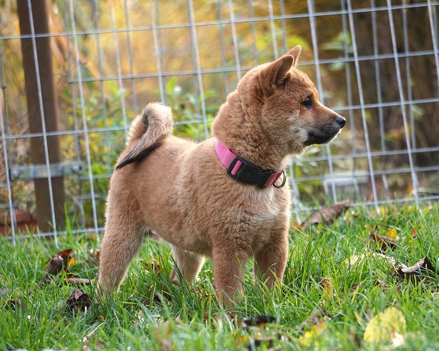 shiba inu czerwony piesek szczeniaczek