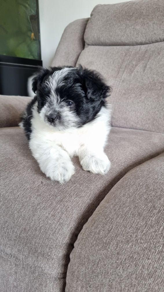 Piesek Maltipom miniaturowy