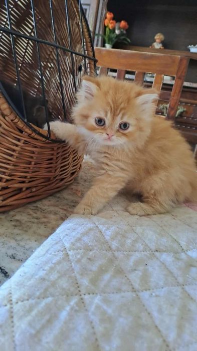 Cudowny kocurek perski