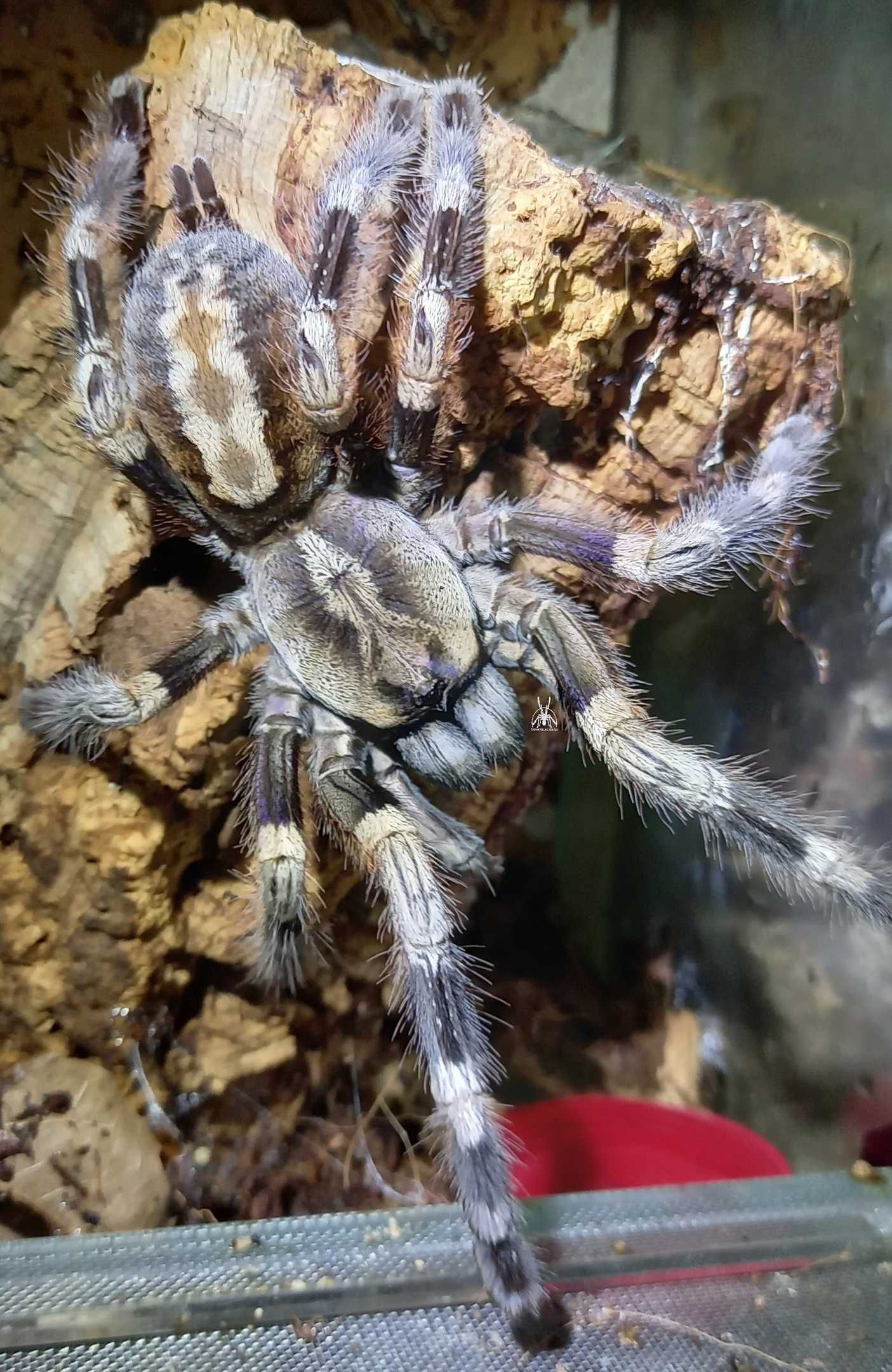 Паук Poecilotheria miranda, самка