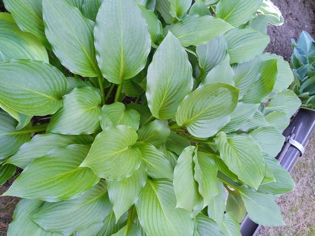 Kolekcjonerskie hosta funkia